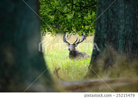 Red deer stag, bellow majestic powerful adult Red deer stag, bellow majestic powerful adult 25215479