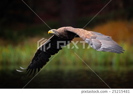 White-tailed Eagle, Haliaeetus albicilla White-tailed Eagle, Haliaeetus albicilla 25215481