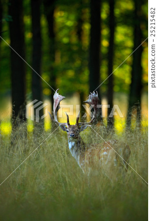 Bellow majestic powerful adult Fallow Deer Bellow majestic powerful adult Fallow Deer 25215482