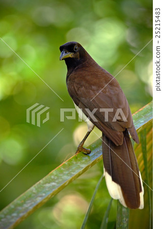 Brown Jay, Cyanocorax morio, bird 25215483
