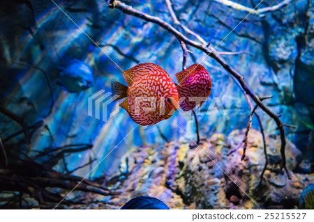 Symphysodon discus in an aquarium on a blue background 25215527