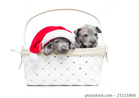 Two thai ridgeback puppies in christmas cap in Two thai ridgeback puppies in christmas cap in 25215900