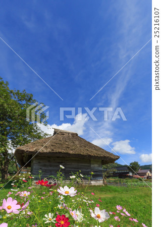 Scenery with cosmos and a cottage with a thatched roof 25216107