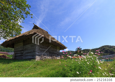 Scenery with cosmos and a cottage with a thatched roof 25216108