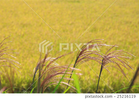 Suzuki and rice ear 25216119