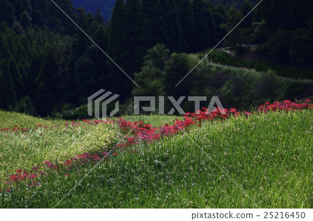 Flowers 25216450