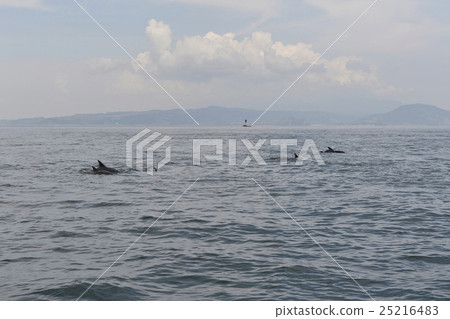 Dolphin 25216483