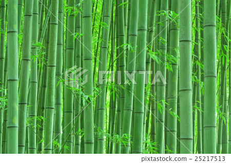 Japanese beauty bamboo grove 25217513