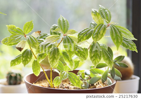 Piraea Piraea 25217630