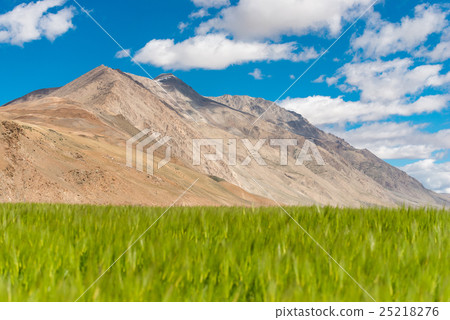 Blue sky with green paddy field 25218276