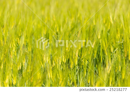 Green wheat field close up Green wheat field close up 25218277