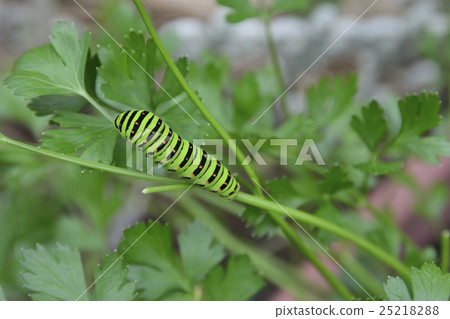 五頭鯨幼蟲 25218288