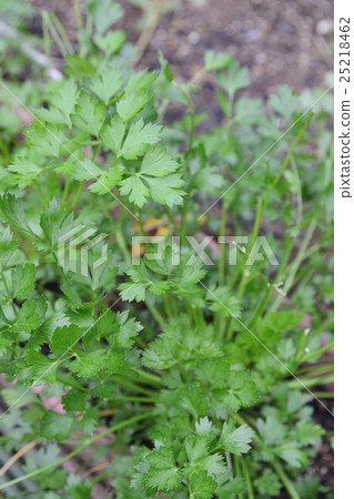 Italian parsley Italian parsley 25218462
