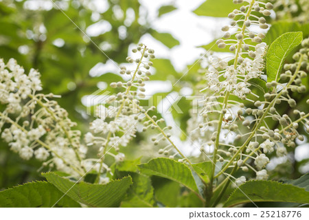 Ryoubu的花 Ryoubu的花 25218776