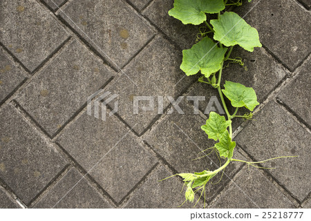 Pumpkin vine hanging on the concrete wall 25218777