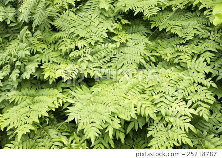 Lots of spring leaves Lots of spring leaves 25218787