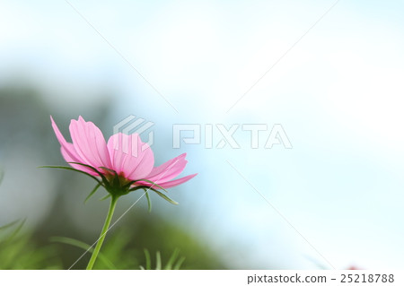 Cosmos Cosmos 25218788