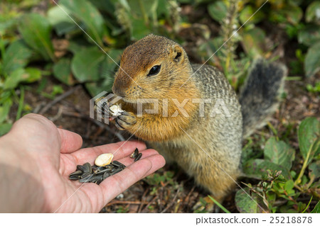Arctic ground squirrel eats seeds from human hands 25218878