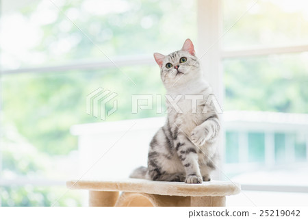 cat looking up on cat tower 25219042