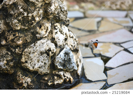 Butterfly flying in Ishigaki 25219084