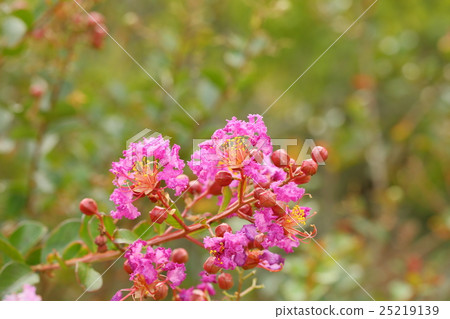 Crape myrtle flower Crape myrtle flower 25219139