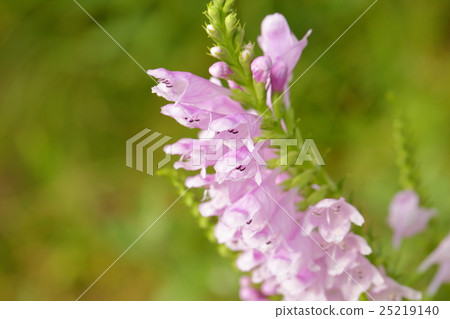 Hana no Hanao Hana no Hanao 25219140