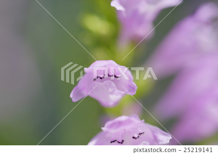 Hana no Hanao Hana no Hanao 25219141