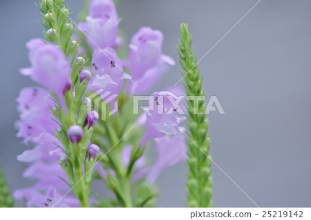 Hana no Hanao Hana no Hanao 25219142