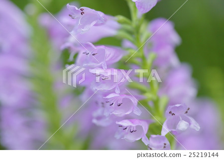 Hana no Hanao 25219144