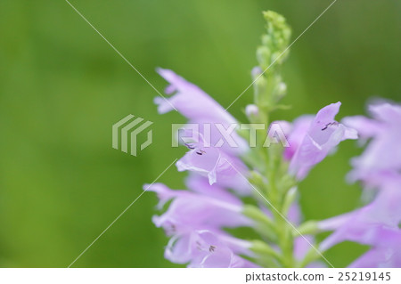 Hana no Hanao Hana no Hanao 25219145