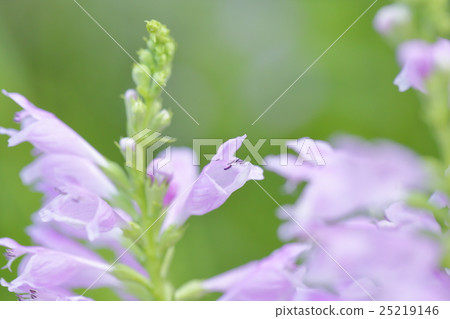 Hana no Hanao Hana no Hanao 25219146