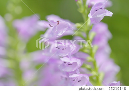 Hana no Hanao 25219148