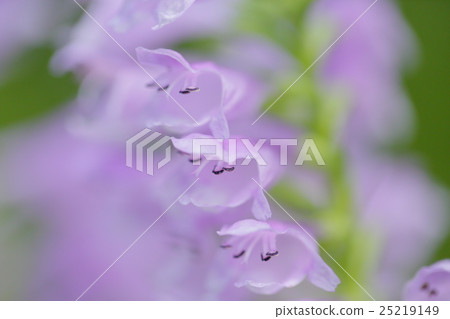 Hana no Hanao Hana no Hanao 25219149