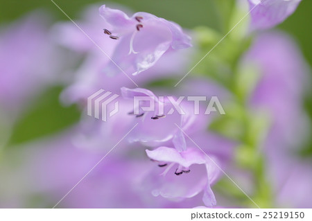 Hana no Hanao Hana no Hanao 25219150