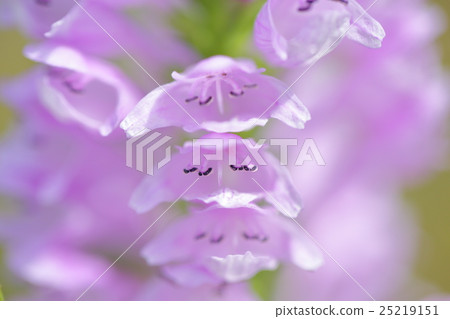 Hana no Hanao Hana no Hanao 25219151