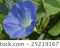Morning glory flower 25219167