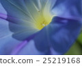 Morning glory flower 25219168