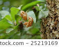 Cicada shell 25219169
