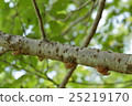 Cicada shell 25219170