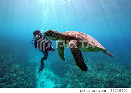 Turtles and divers 25219201