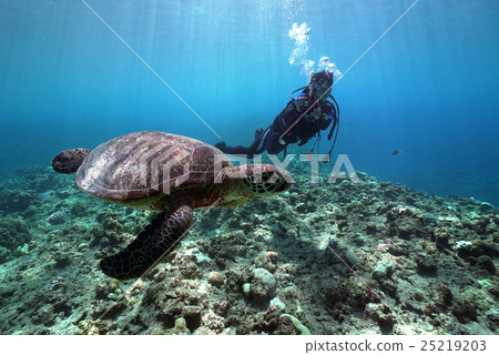 Turtles and divers 25219203