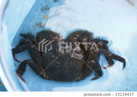 Mokugu crab 25219437