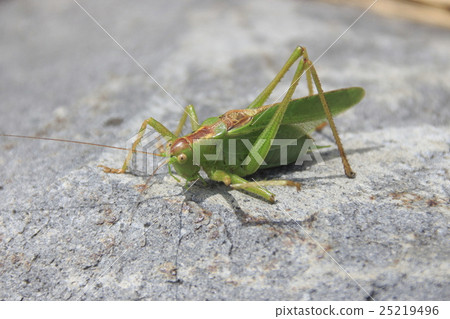 Yambikiri whose middle leg is broken (male) Yambikiri whose middle leg is broken (male) 25219496
