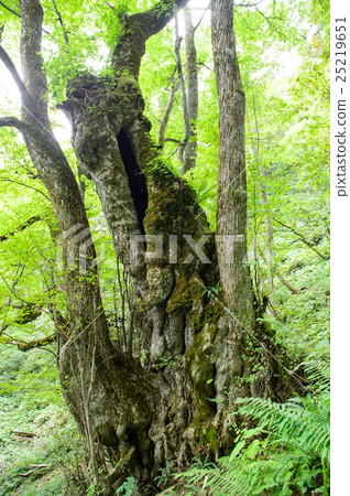 日本最大的假髮(北臉)山形縣 日本最大的假髮(北臉)山形縣 25219651