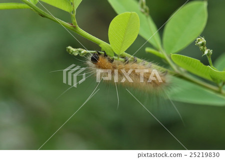 它似乎吃各種植物，如生物昆蟲石怪物，櫻桃樹和櫸樹，豆類和桑樹。 25219830