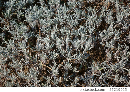 Crossostephium grows in the seaside 25219925