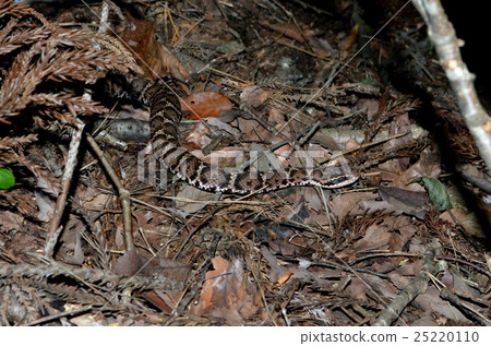 Viper Viper 25220110