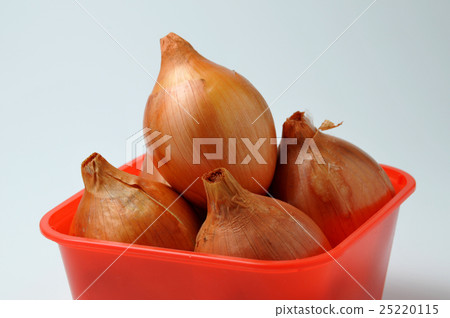 onion onion 25220115