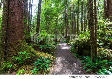 Vancouver forest Vancouver forest 25220250
