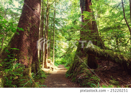 Vancouver forest Vancouver forest 25220251